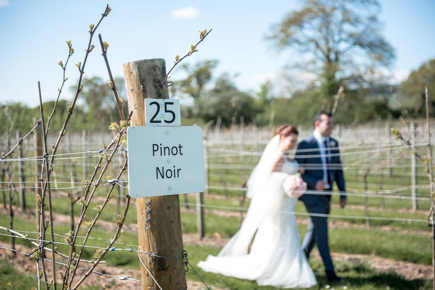 pinot noir aldwick court