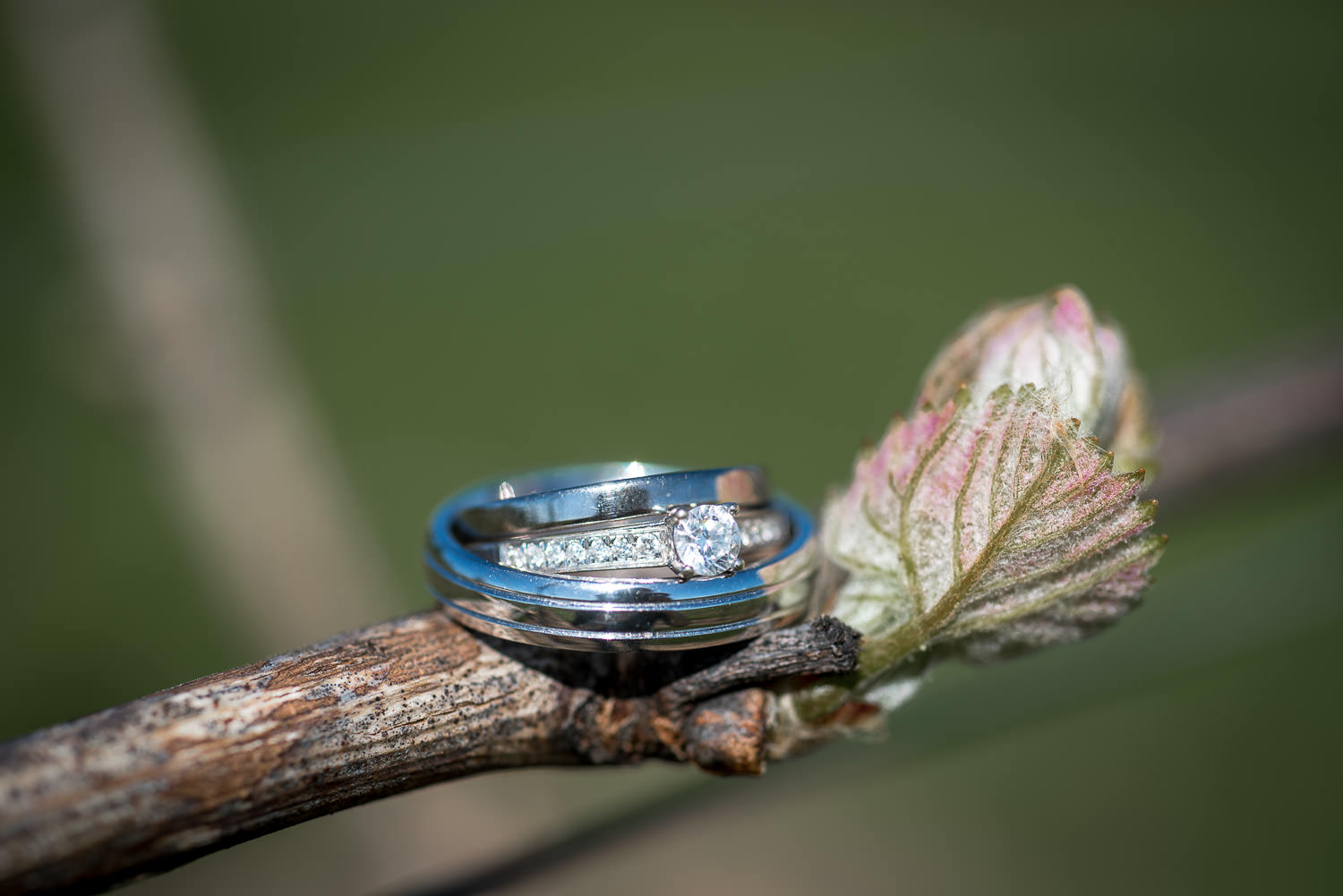 detailed picture of the wedding rings