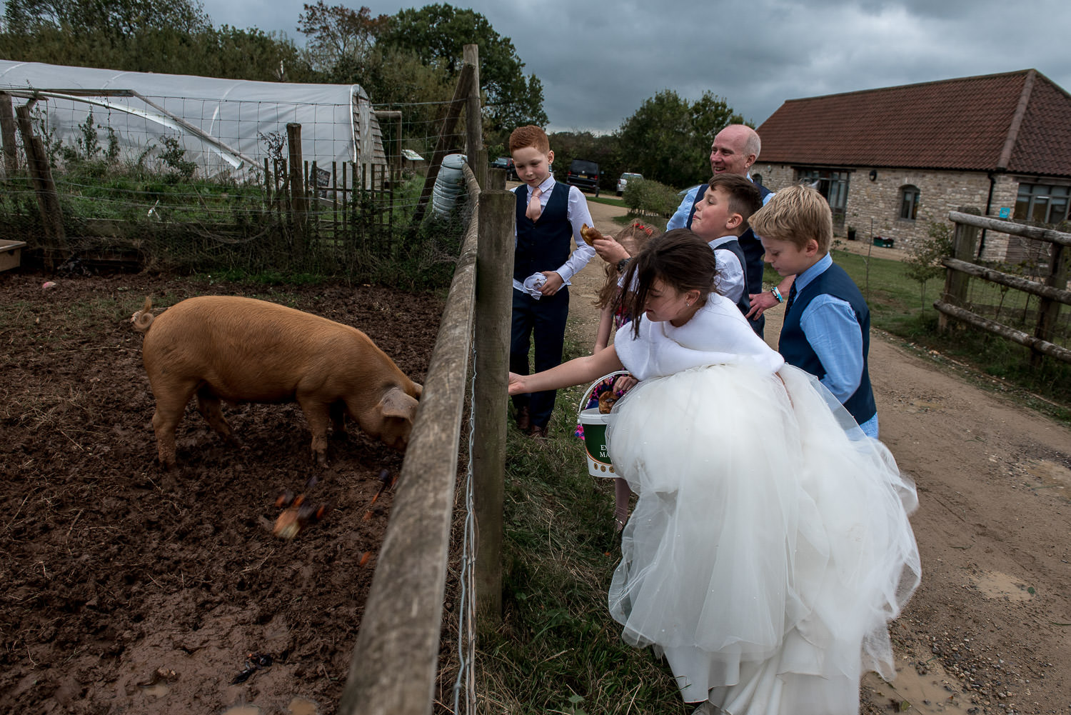 kids feeding the pigs at folly farm wedding centre